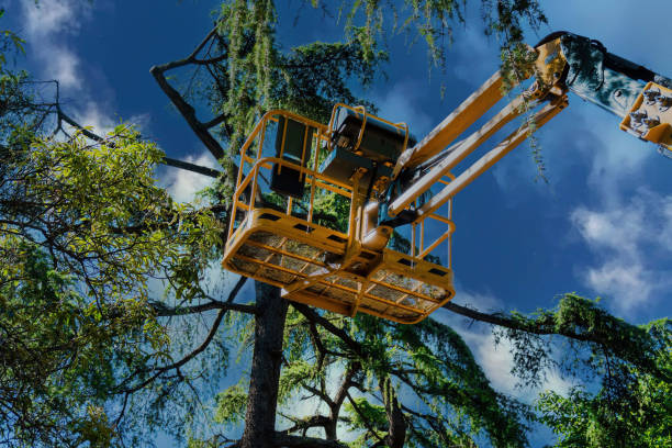 Tree Branch Trimming in Chester, WV